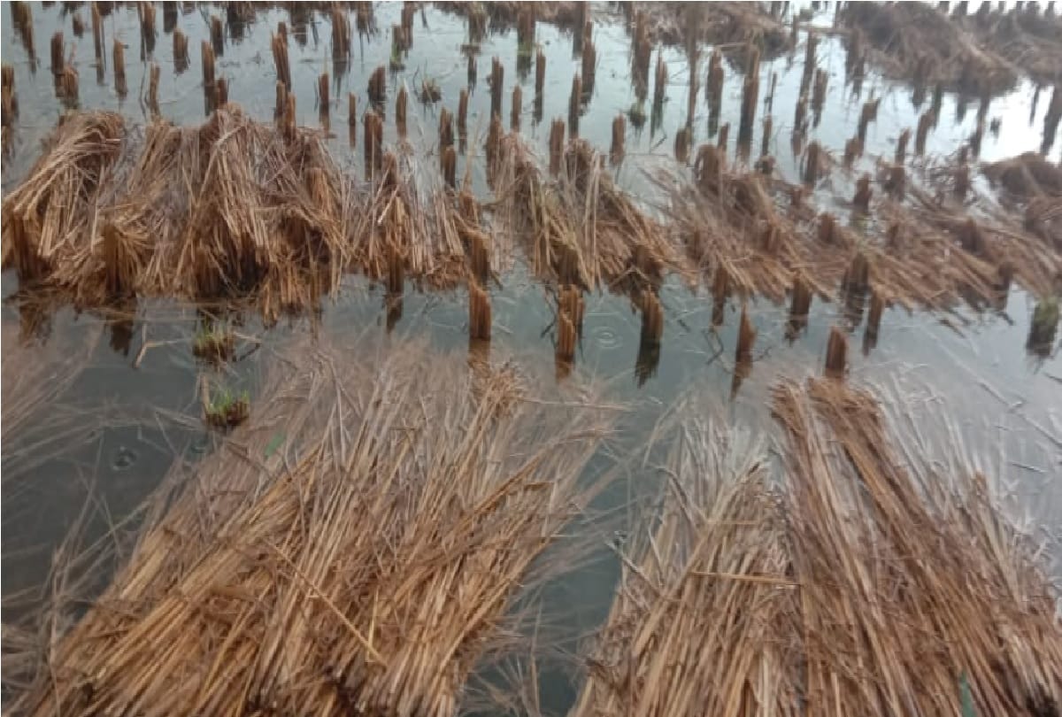 Jammu-Kashmir: Up to 70 percent loss to Basmati, paddy lying in the open in the mandis also soaked