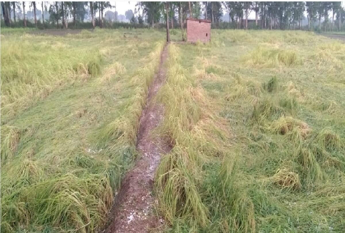 Jammu-Kashmir: Up to 70 percent loss to Basmati, paddy lying in the open in the mandis also soaked