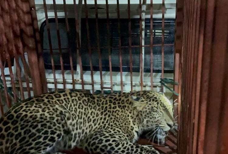 Wildlife department team rescued leopard trapped in barbed wire in Pathankot