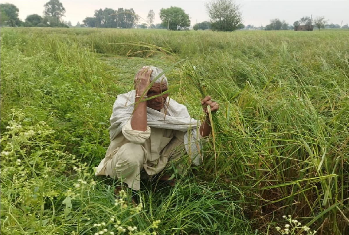 Uttar Pradesh elections: farmers' pain, paddy is not being sold, sugarcane arrears too
