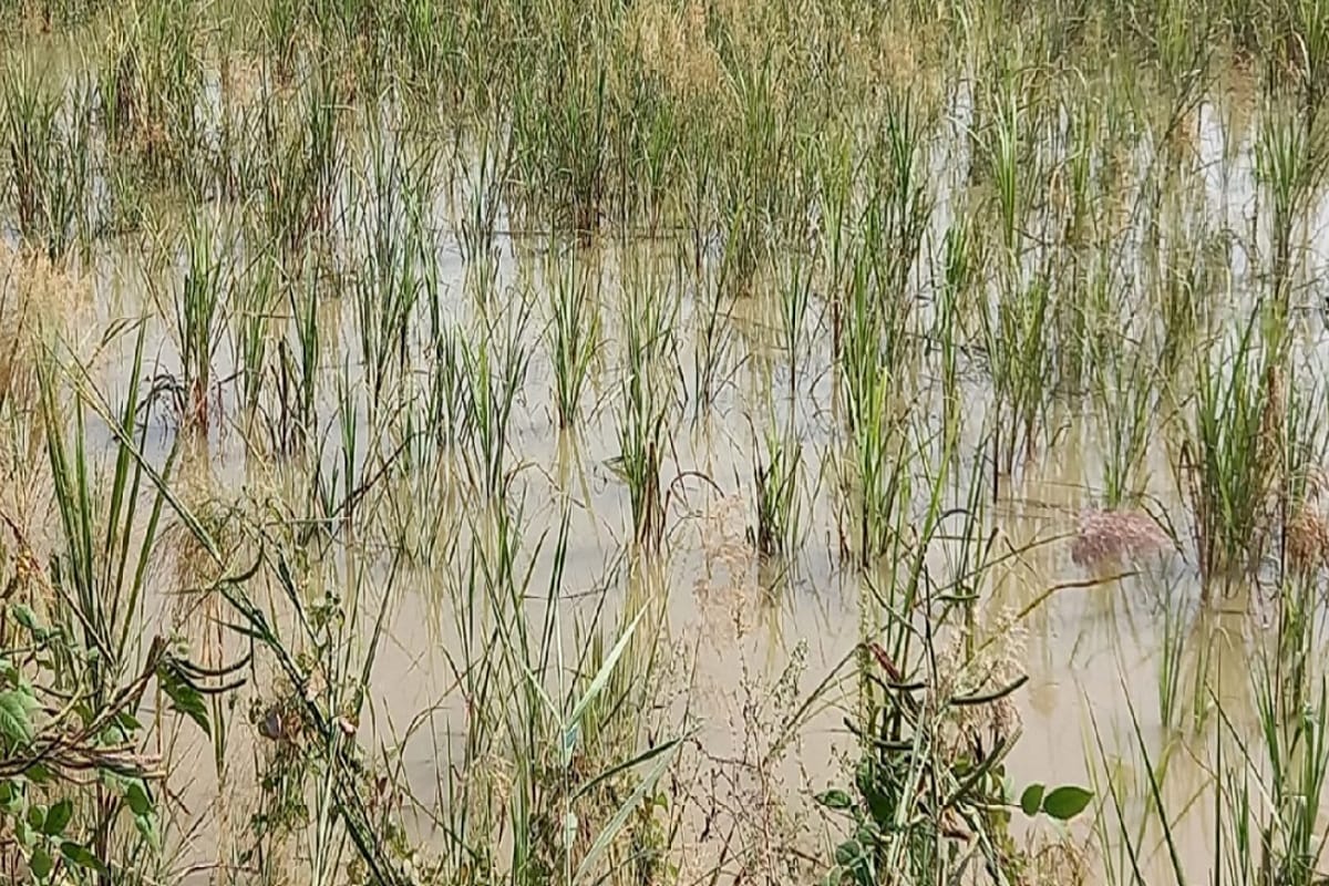 UP News: all the crops have been ruined by the rains and floods in Bijnor city