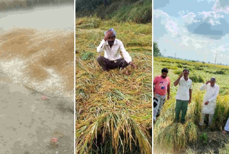 Crops heavy damage due to rain and hailstorm in Firozpur of Punjab