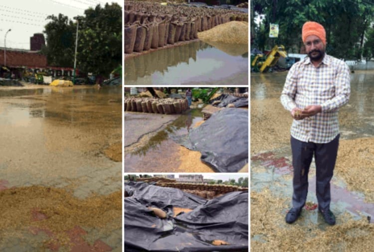 Hundreds of tons of farmers paddy got wet in the grain markets of Ludhiana