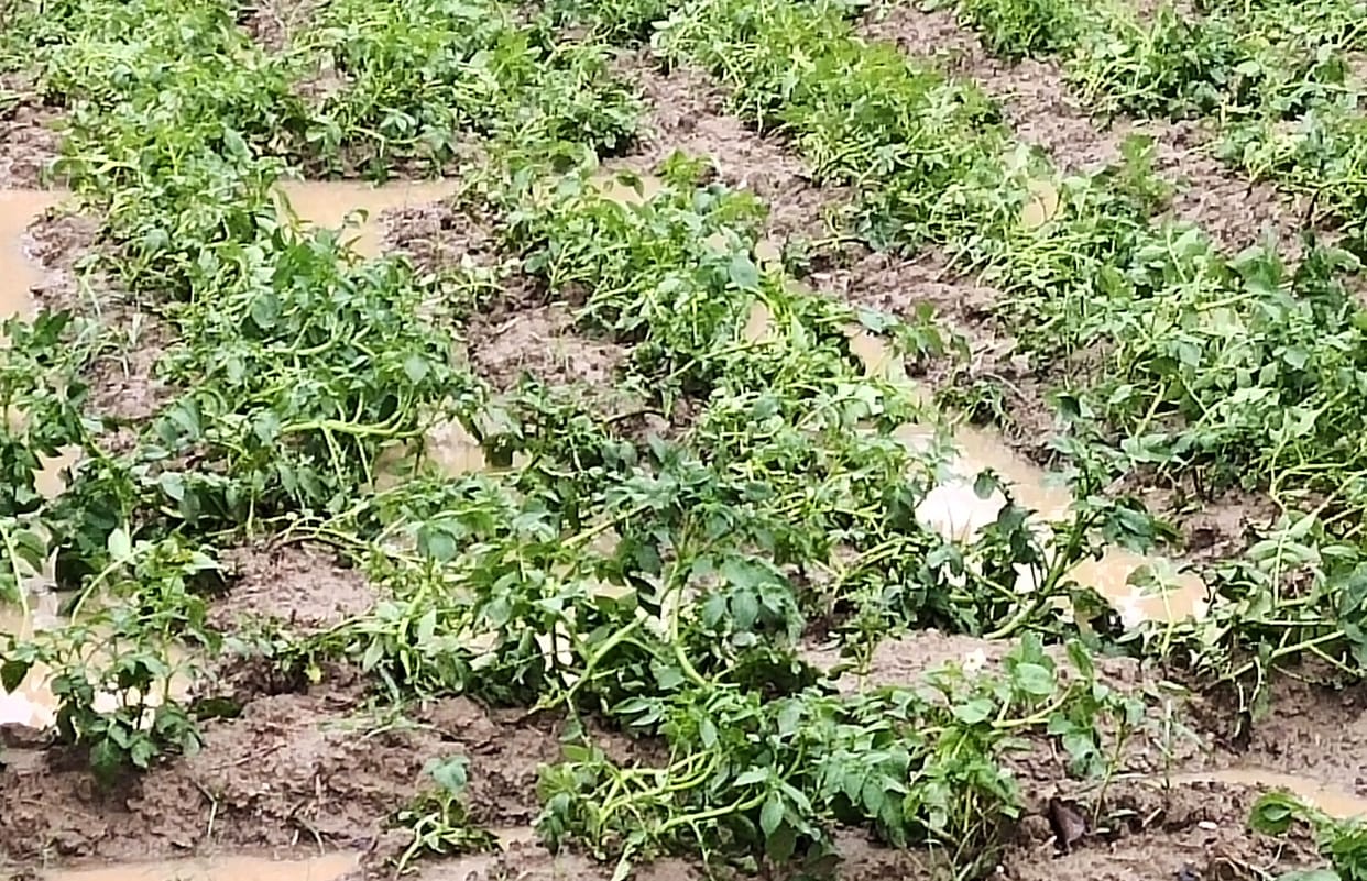 Waterlogged fields, potato crop destroyed