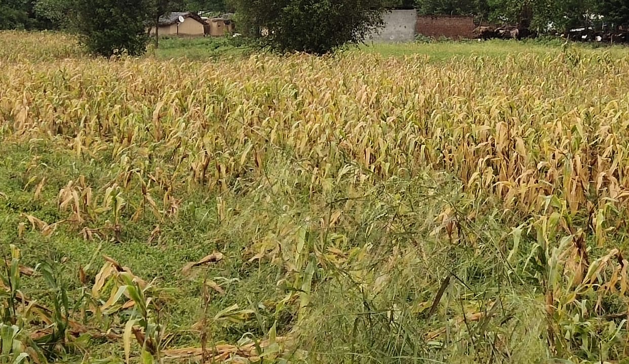 Rain stopped paddy harvesting, procurement also stalled