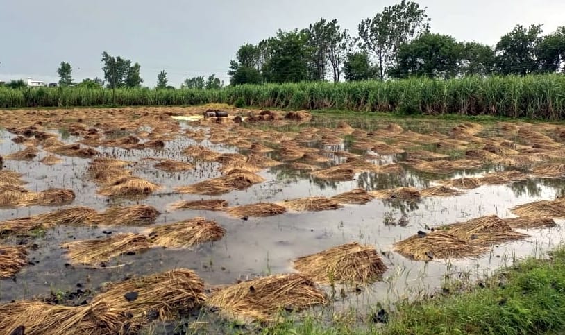 In the survey of crop loss, the assessment was done sitting in the office, the teams did not reach the village