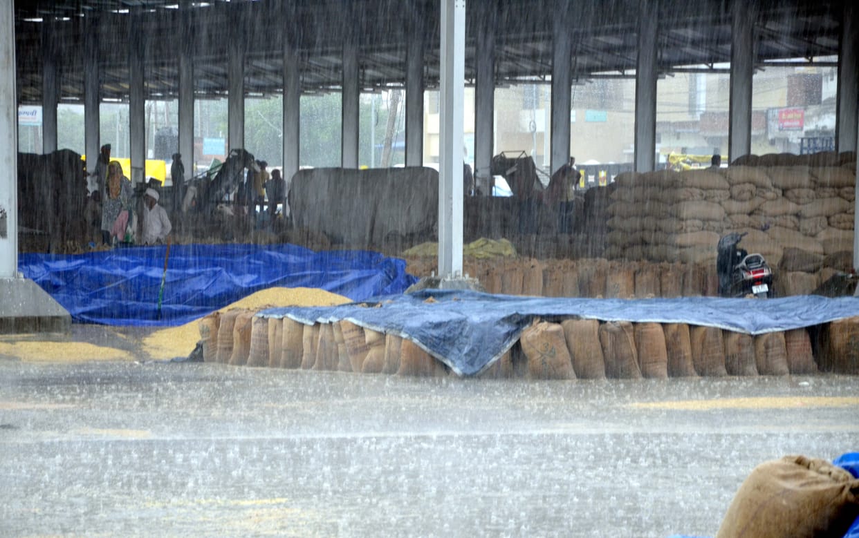 Farmers helpless due to rain, still soaked paddy