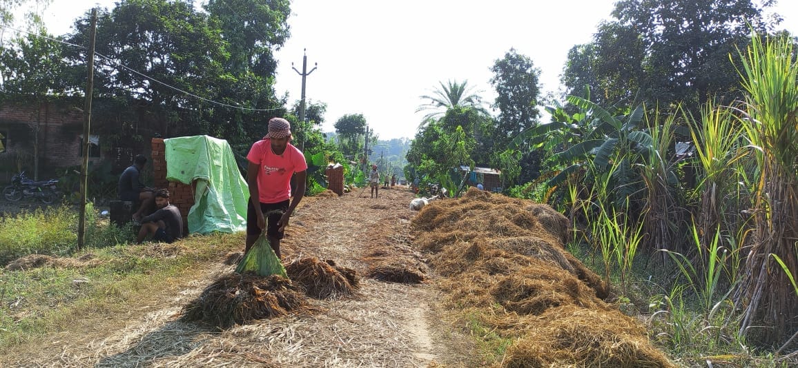 Farmers drying the remaining paddy crop