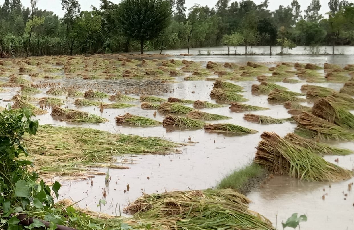 With the crops due to rain, the water turned on the wishes of the farmers