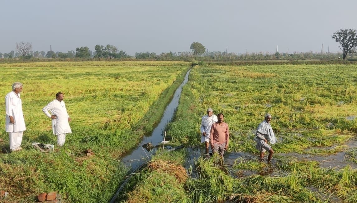 Disaster : Money soaked from farm to market, farmers engaged in drying