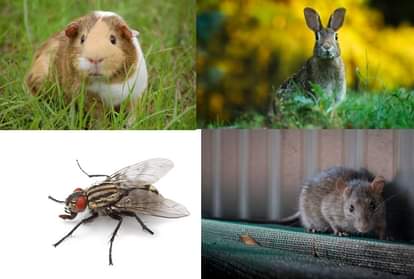 shortest life creature on earth know about them rabbit house fly mosquitoes age