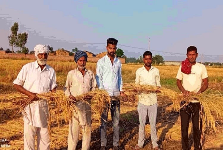 Heavy damage to crops due to rain and hailstorm in Patiala of Punjab 