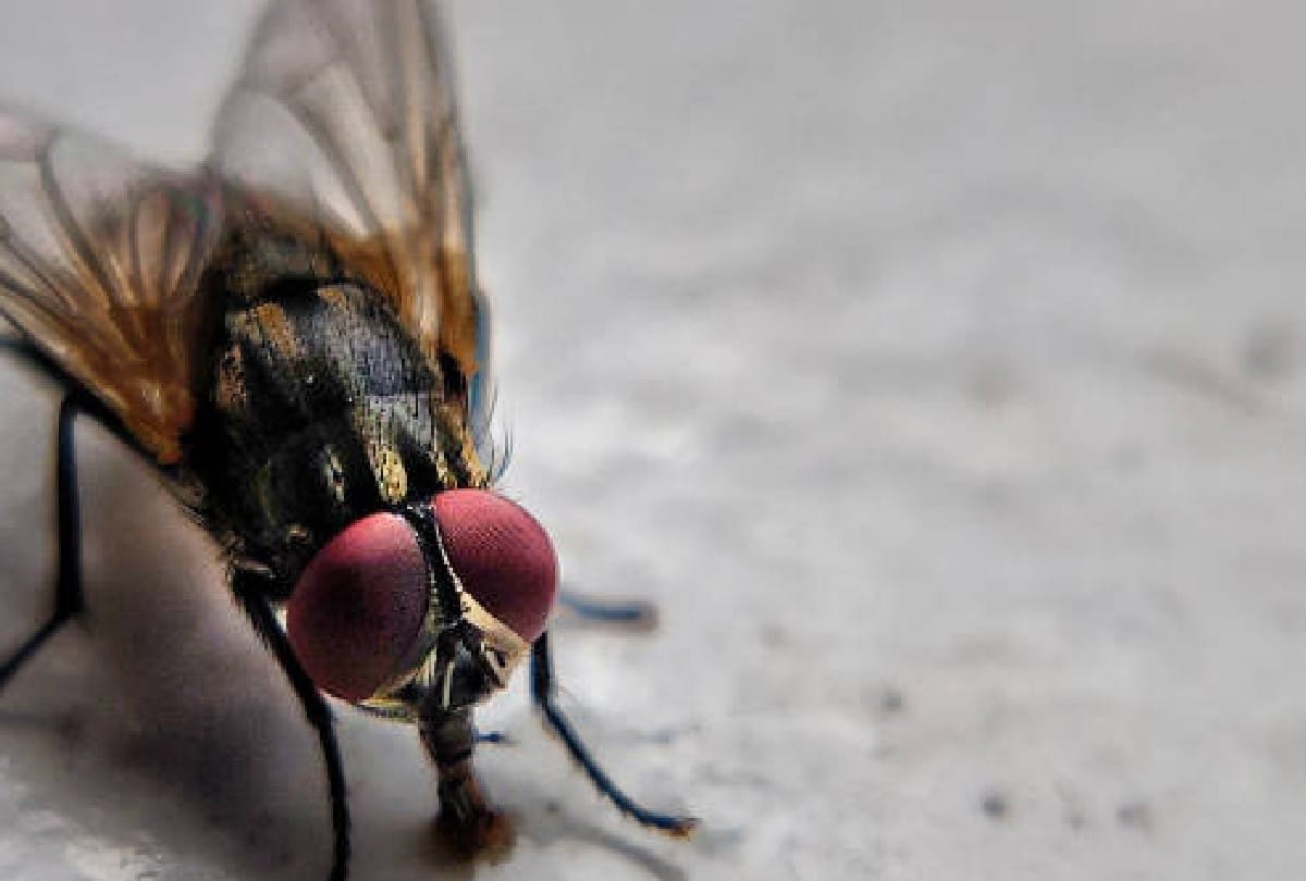 Due to climate change domestic flies started buzzing in Shimla