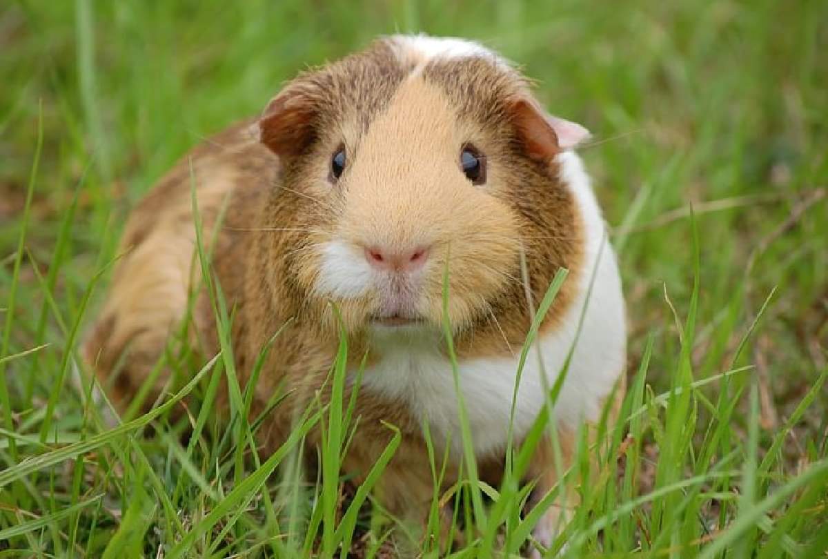 shortest life creature on earth know about them rabbit house fly mosquitoes age