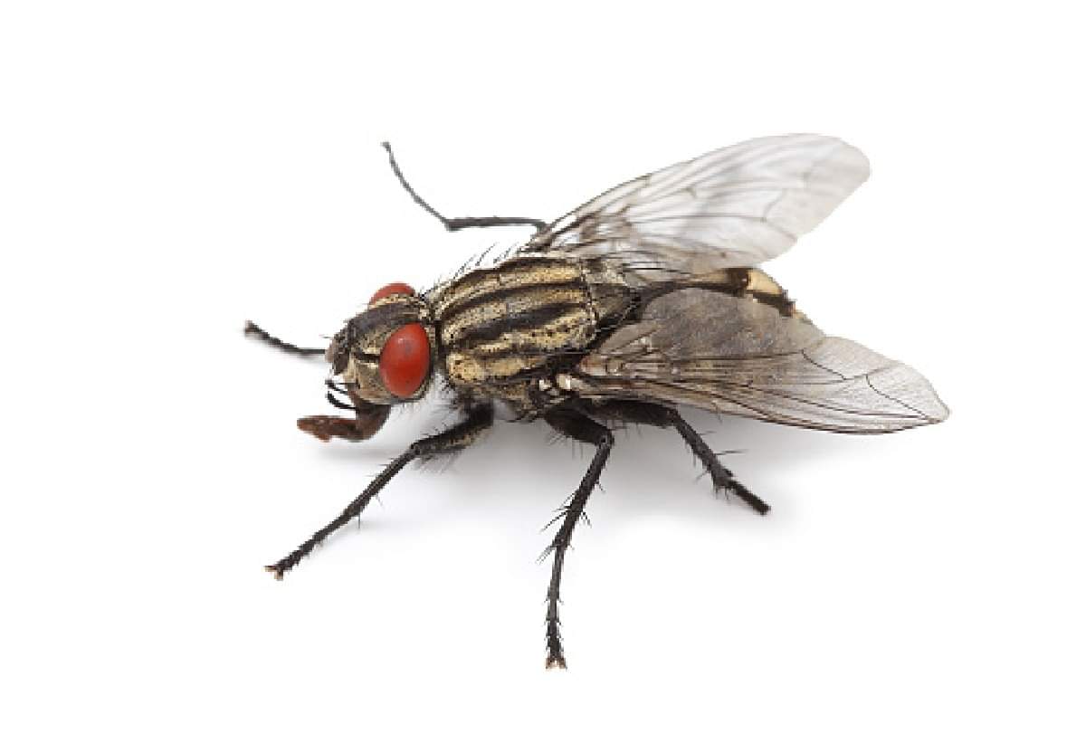shortest life creature on earth know about them rabbit house fly mosquitoes age