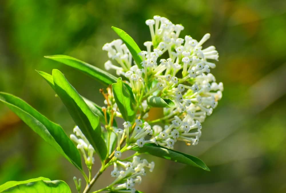 Uttarakhand News: first Aromatic Garden of India opened in Lalkuan Haldwani Photos