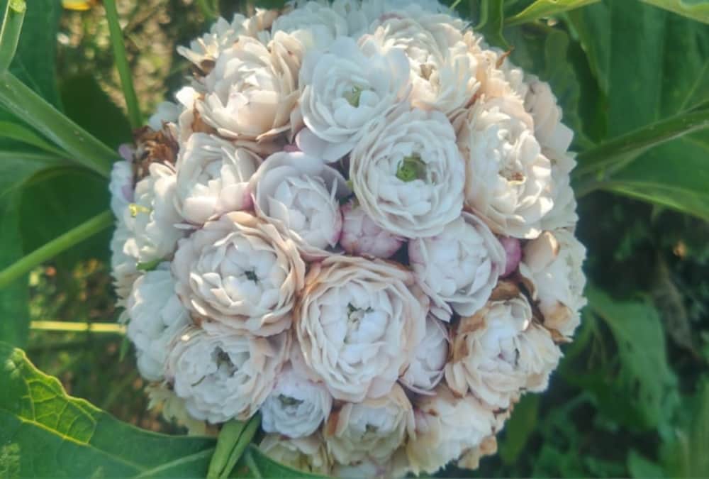 Uttarakhand News: first Aromatic Garden of India opened in Lalkuan Haldwani Photos