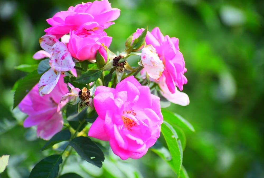 Uttarakhand News: first Aromatic Garden of India opened in Lalkuan Haldwani Photos