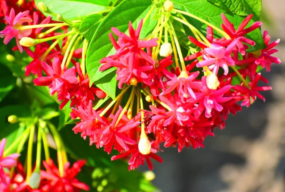 Uttarakhand News: first Aromatic Garden of India opened in Lalkuan Haldwani Photos