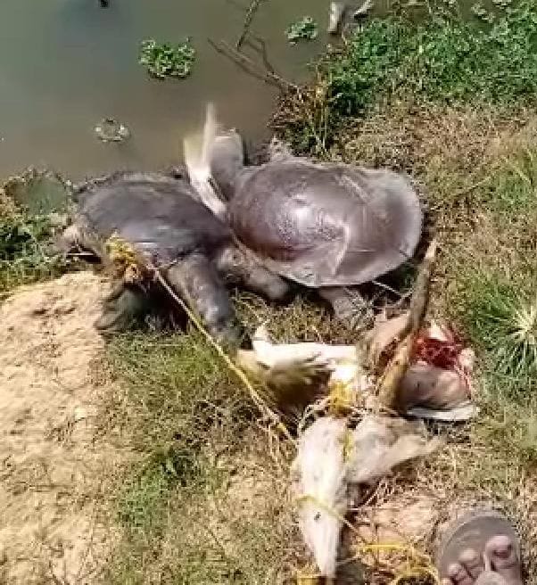 7 tortoise found dead in pond