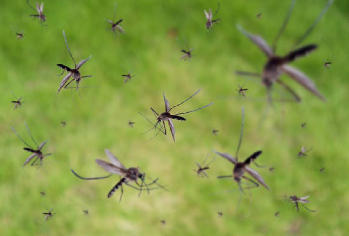 mosquitoes and water are found in home in agra thousands of rupees will be challaned