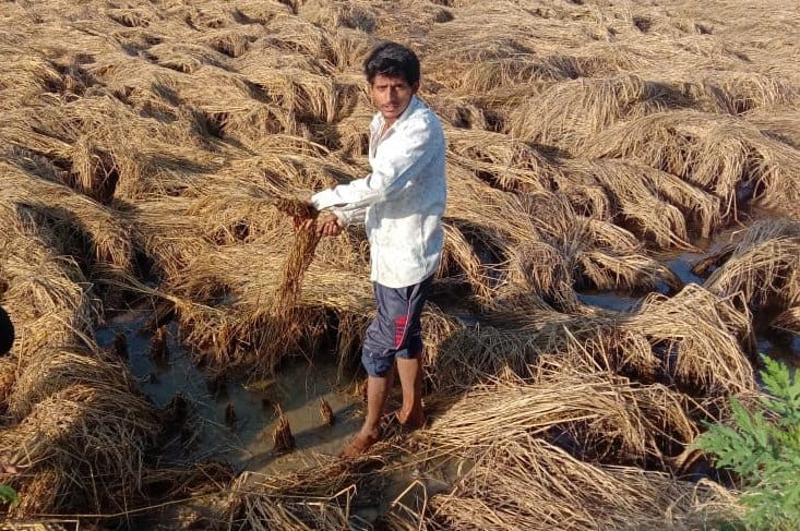 Paddy and vegetable crops ruined by rain and hail