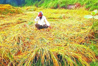 पंजाब में बरसात से फसल बर्बाद होने से हताश किसान।