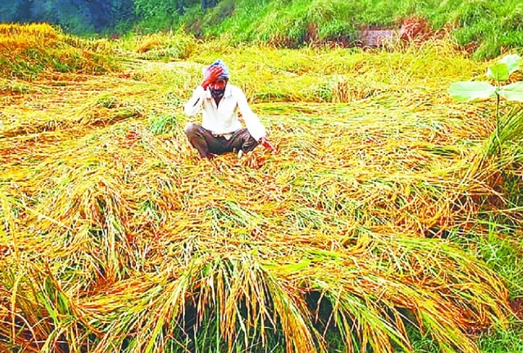 Crop of Cotton and Paddy Affected due to Rain in Punjab