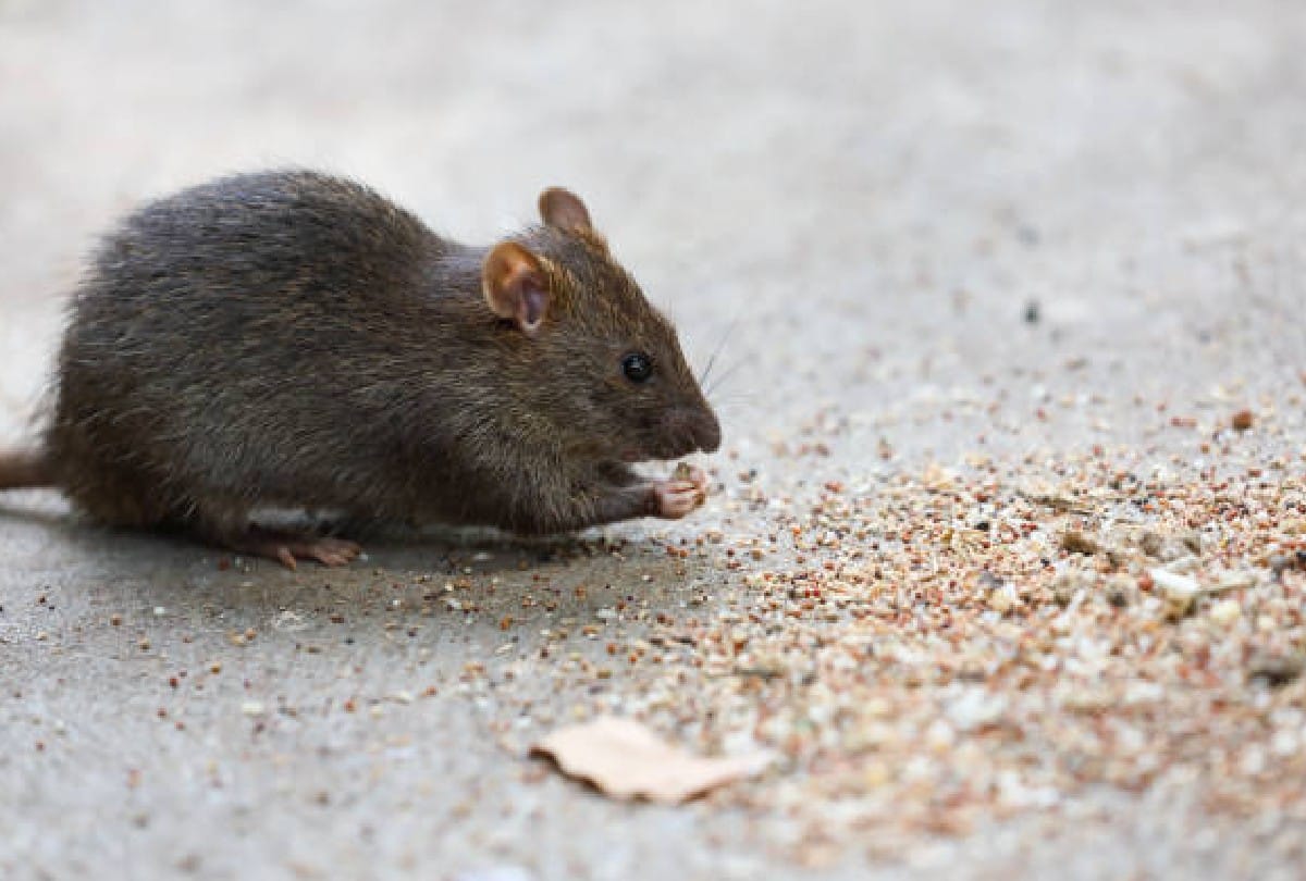 Bareilly : rat died due to suffocation, not drowning in the drain
