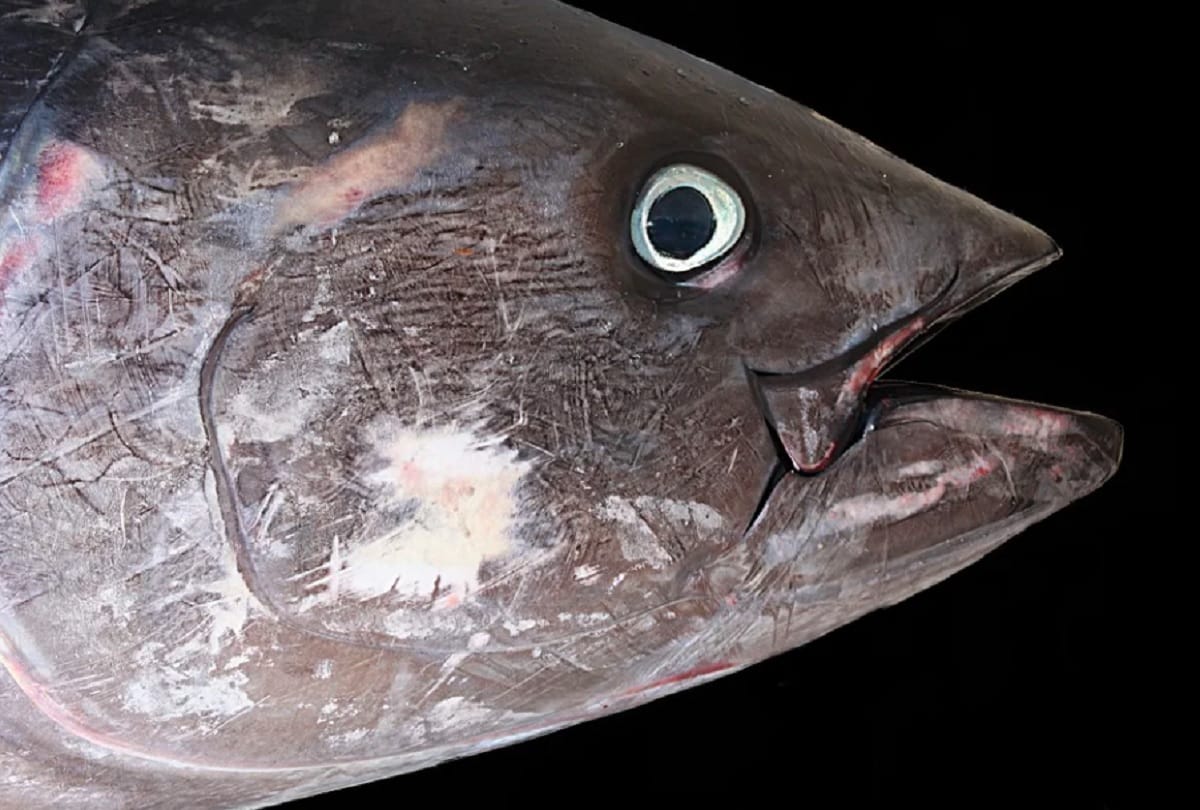 worlds most expensive fish bluefin tuna know about it