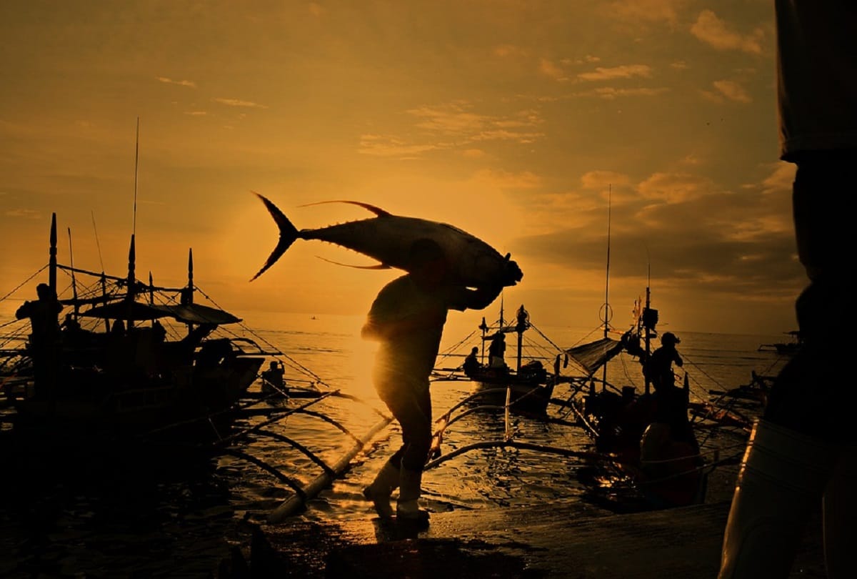 worlds most expensive fish bluefin tuna know about it