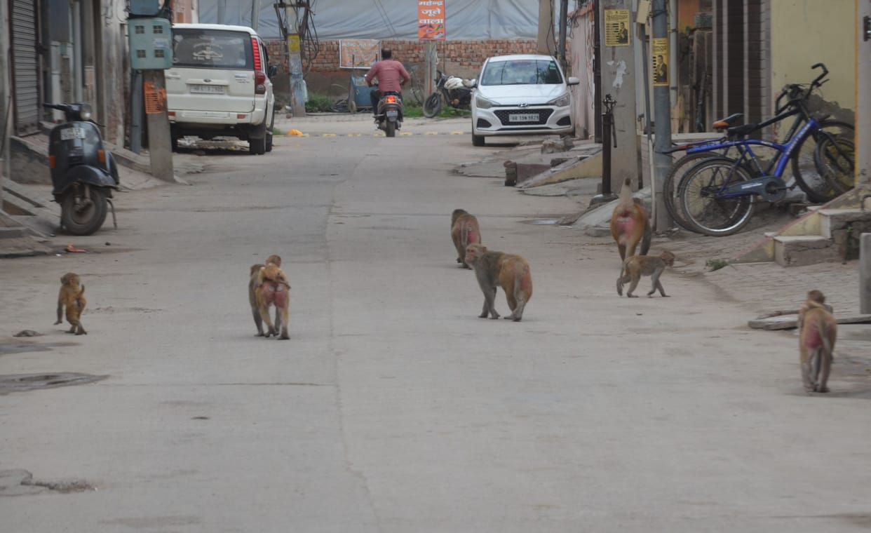 People upset due to monkey menace, administration will run campaign tomorrow