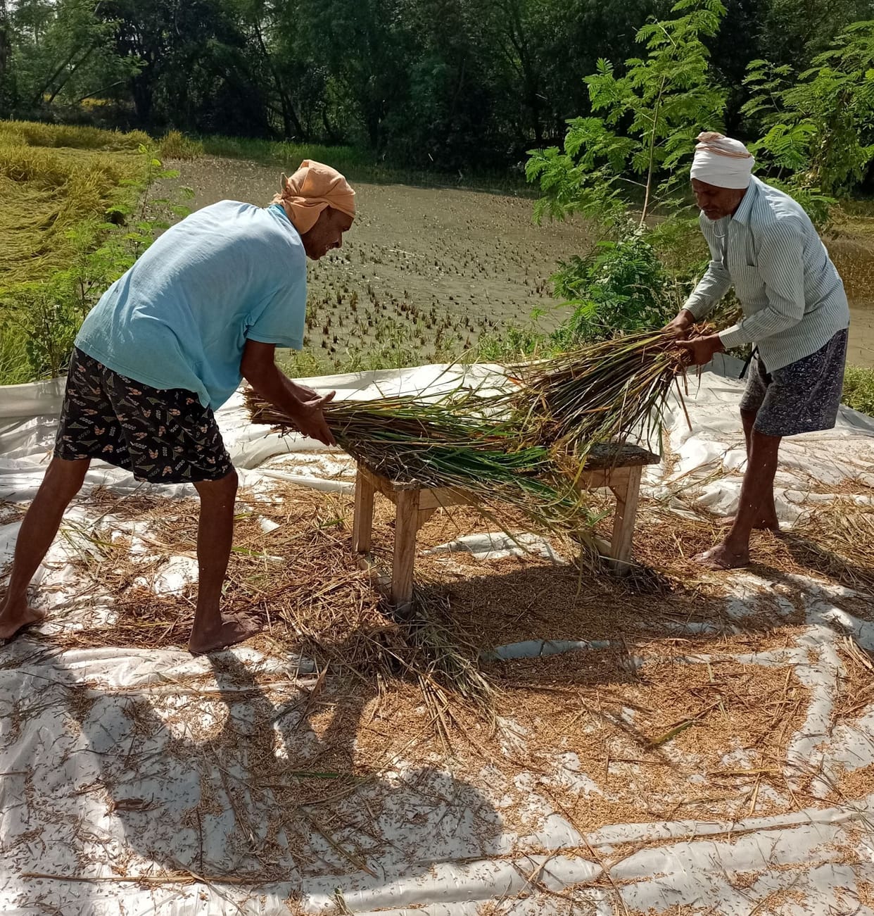 Paddy crop in the field, delay in sow