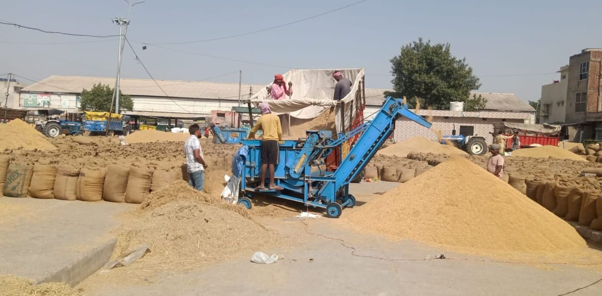 Ratia's agencies started procurement in Fatehabad Mandi