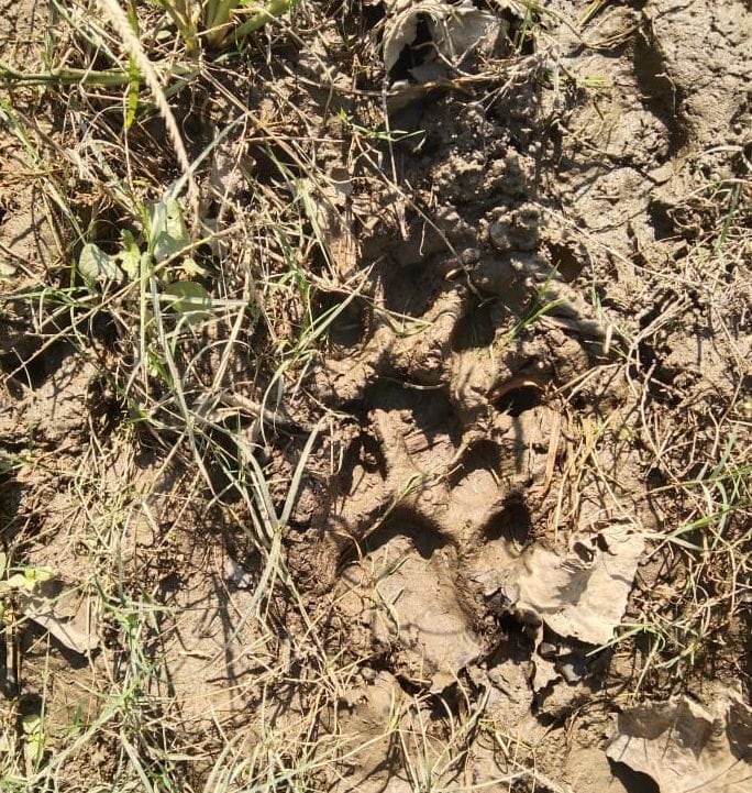 Tiger came in front of laborers harvesting paddy