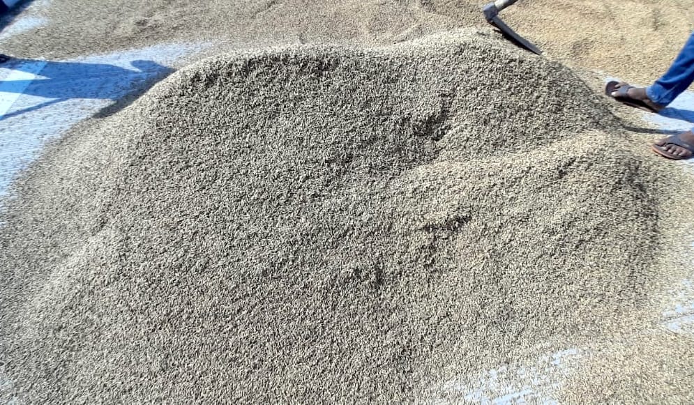 Black crop of paddy came in the hands of the farmer