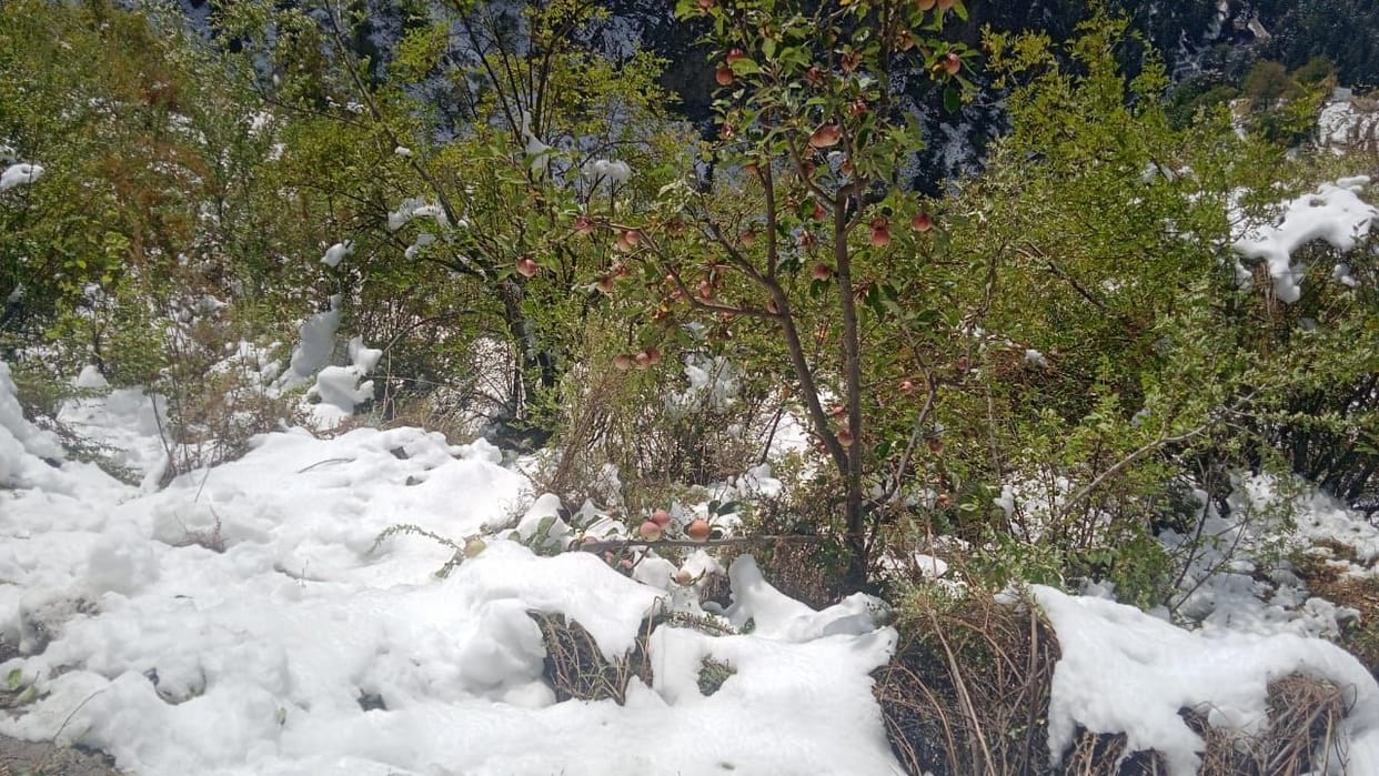 Snowfall destroyed 50% of apple crop