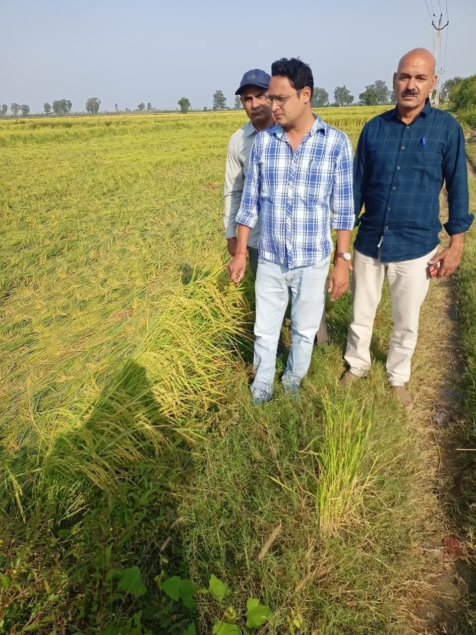 pidy crop loss 70 percenet for rain
