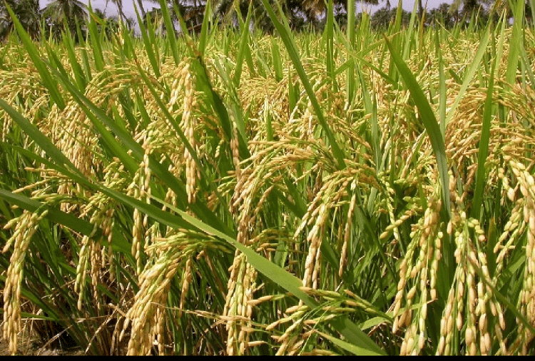 Paddy crop fell due to excessive rain in Haryana Basmati rice likely to turn black