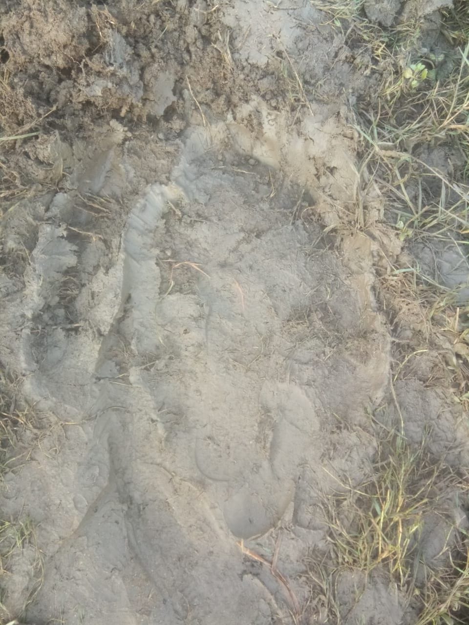 Nepalese elephants trample potato and soybean crops in Pachpeda area