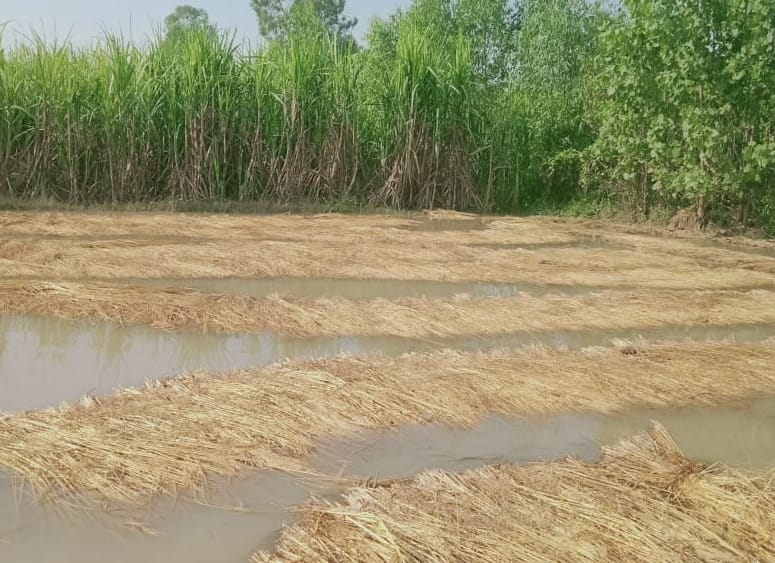 If the flood water recedes, the risk of erosion, diseases also increases.