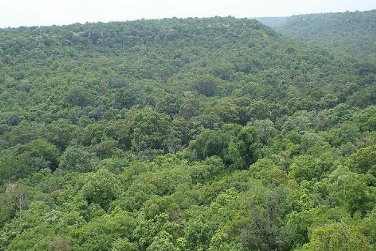 MP High court stays diamond mining in Bakswaha forest