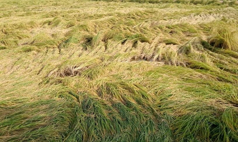 Heavy damage to paddy due to rain, farmers demand compensation
