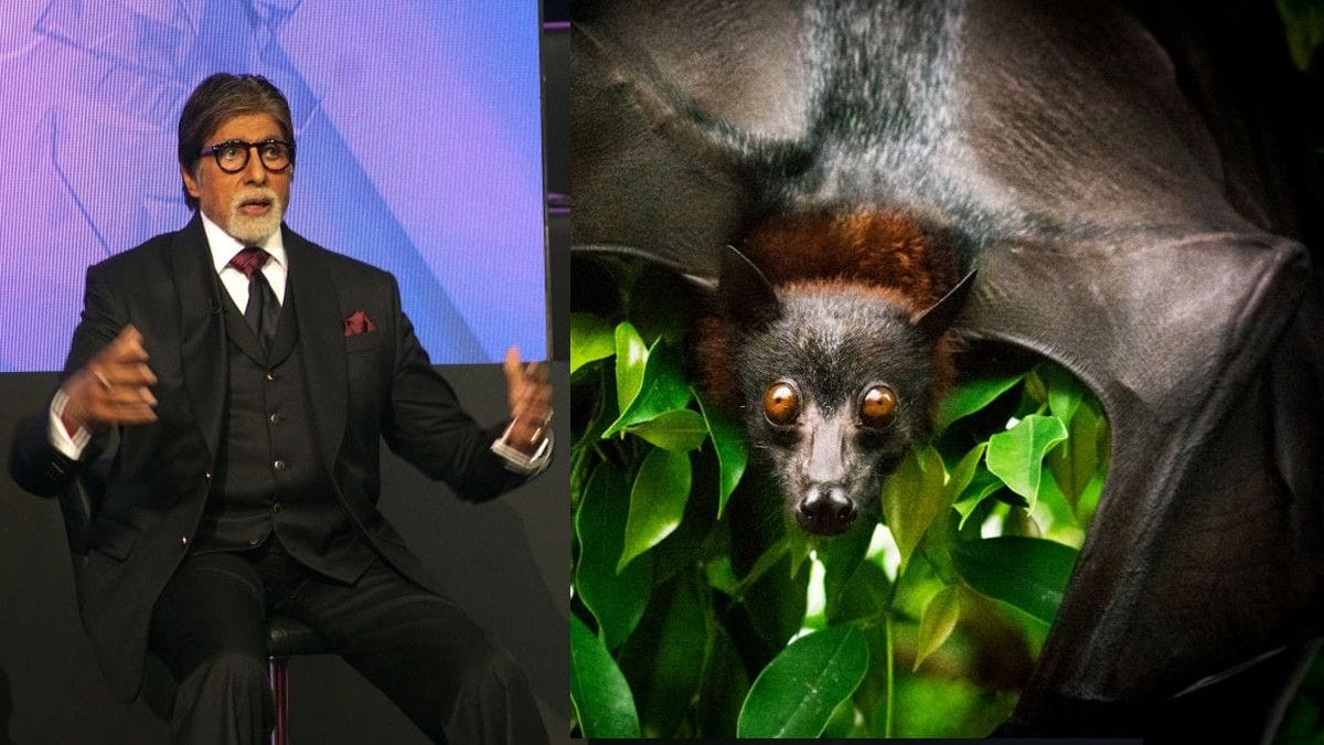 Attack: Bats attack Amitabh Bachchan's house 'Jalsa',That Has 'petrified' Family Members