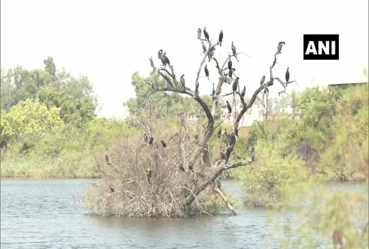 Migratory birds from Europe Siberia Central Asia China begin to arrive at Yamuna Biodiversity Park in Wazirabad area of Delhi