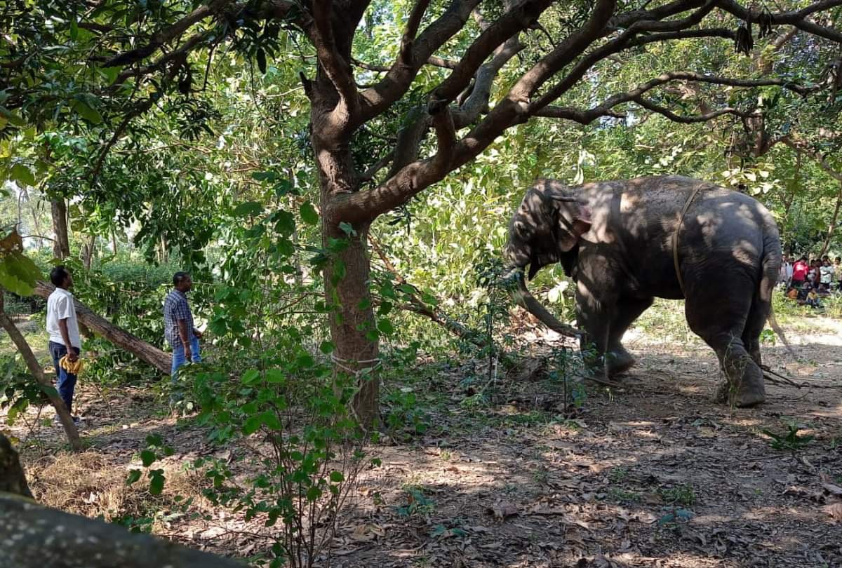 हाथी को काबू करते लोग।