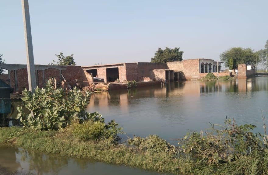 Paddy crop turned black due to the water of Mamaur lake