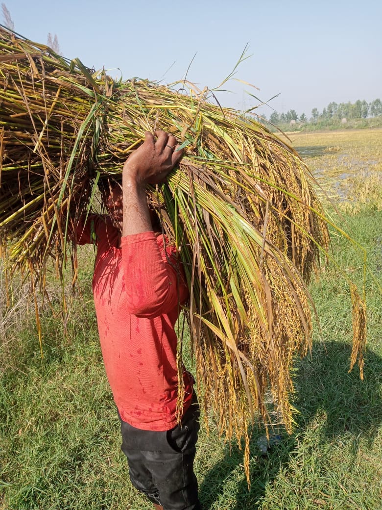 Paddy crop ruined in rain, now how will daughter's hands turn yellow