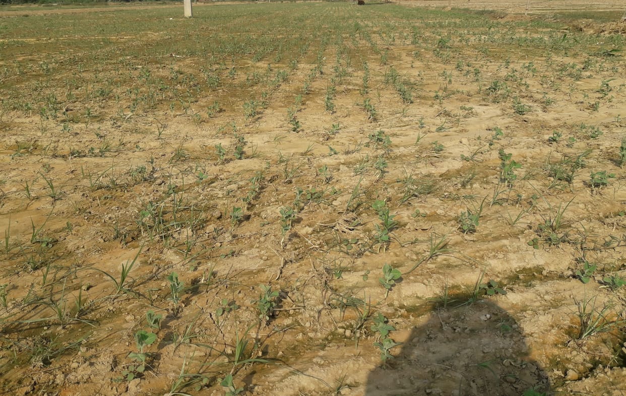 Compensate the loss in potato crop by cultivating peas, beans become capable of breaking in 60 to 65 days.