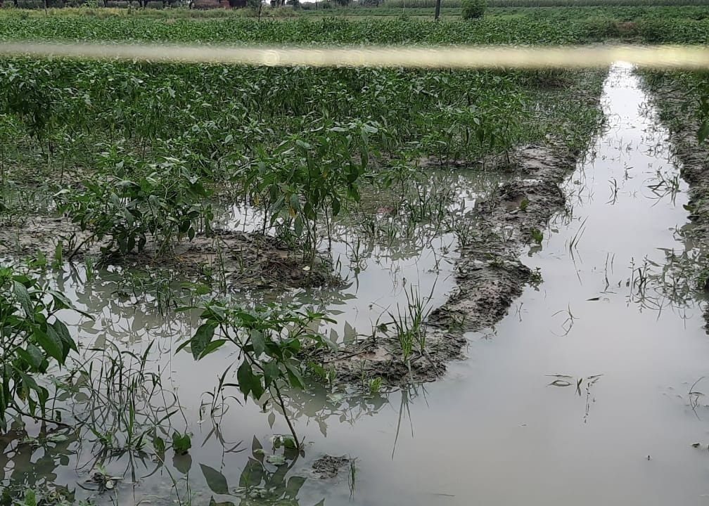 The ruined crops could not be assessed even after ten days
